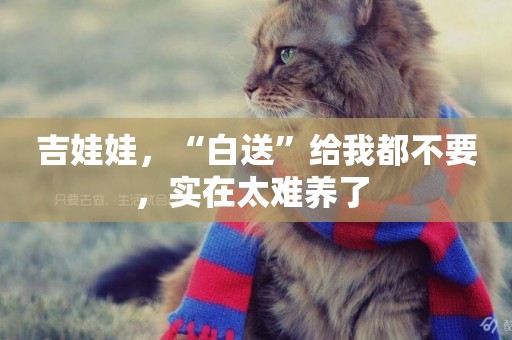 吉娃娃，“白送”給我都不要，實在太難養了 