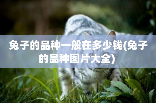 兔子的品種一般在多少錢(兔子的品種圖片大全) 