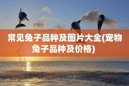 常見兔子品種及圖片大全(寵物兔子品種及價格) 