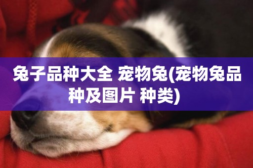 兔子品種大全 寵物兔(寵物兔品種及圖片 種類) 
