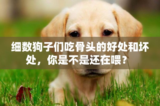 細數狗子們吃骨頭的好處和壞處，你是不是還在喂？ 