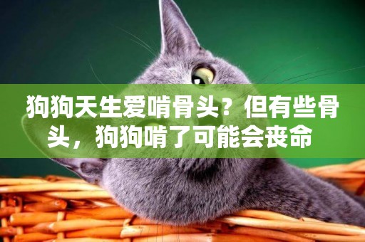 狗狗天生愛啃骨頭？但有些骨頭，狗狗啃了可能會喪命 
