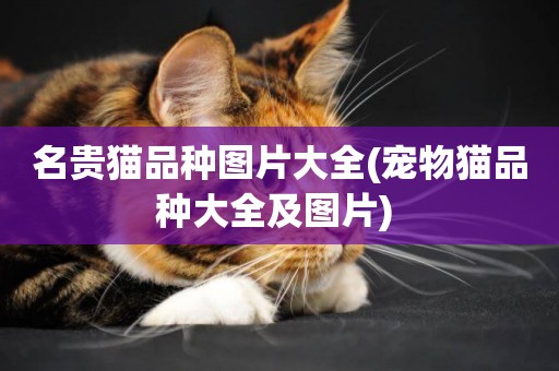 名貴貓品種圖片大全(寵物貓品種大全及圖片) 