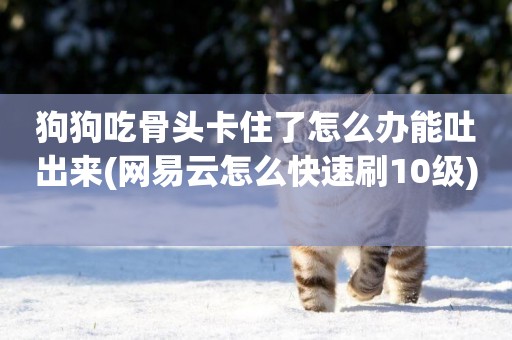 狗狗吃骨頭卡住了怎么辦能吐出來(網易云怎么快速刷10級) 