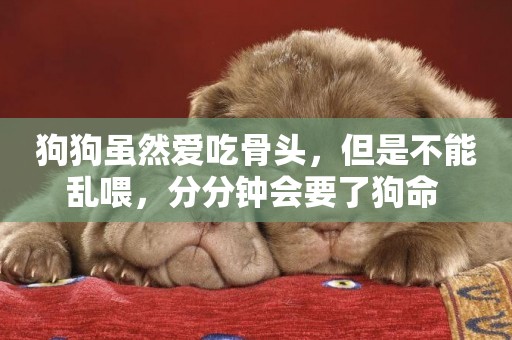 狗狗雖然愛吃骨頭，但是不能亂喂，分分鐘會要了狗命 