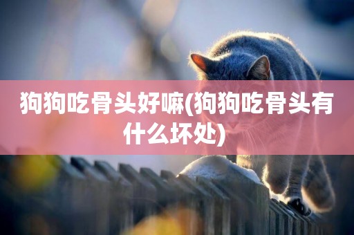 狗狗吃骨頭好嘛(狗狗吃骨頭有什么壞處) 