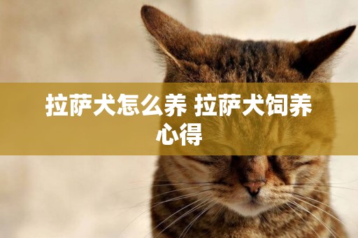 拉薩犬怎么養 拉薩犬飼養心得