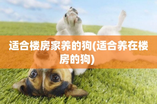 適合樓房家養的狗(適合養在樓房的狗) 