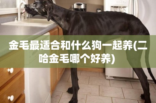 金毛最適合和什么狗一起養(二哈金毛哪個好養) 