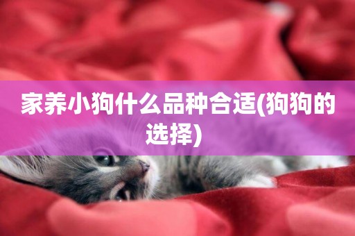 家養小狗什么品種合適(狗狗的選擇) 