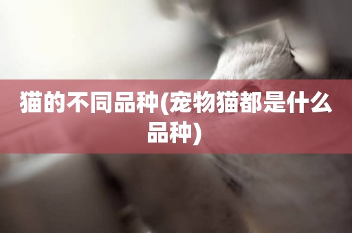 貓的不同品種(寵物貓都是什么品種) 