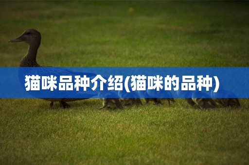 貓咪品種介紹(貓咪的品種) 