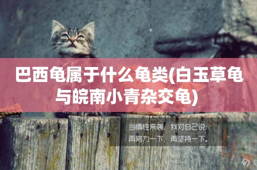 巴西龜屬于什么龜類(白玉草龜與皖南小青雜交龜) 