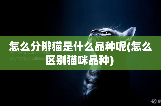 怎么分辨貓是什么品種呢(怎么區別貓咪品種) 