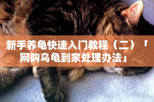 新手養龜快速入門教程（二）「網購烏龜到家處理辦法」 