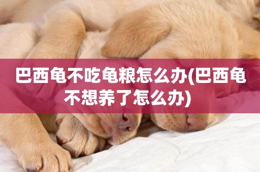 巴西龜不吃龜糧怎么辦(巴西龜不想養了怎么辦) 
