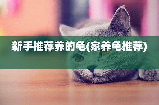 新手推薦養的龜(家養龜推薦) 