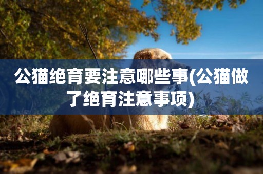 公貓絕育要注意哪些事(公貓做了絕育注意事項) 