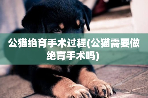 公貓絕育手術過程(公貓需要做絕育手術嗎) 
