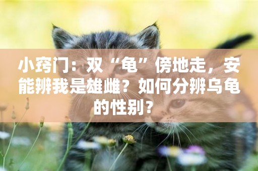 小竅門：雙“龜”傍地走，安能辨我是雄雌？如何分辨烏龜的性別？ 