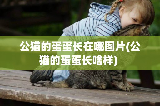 公貓的蛋蛋長在哪圖片(公貓的蛋蛋長啥樣) 