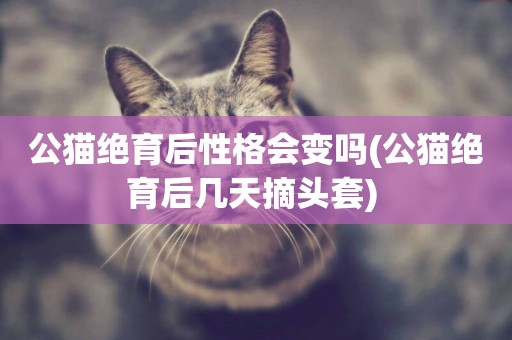公貓絕育后性格會變嗎(公貓絕育后幾天摘頭套) 