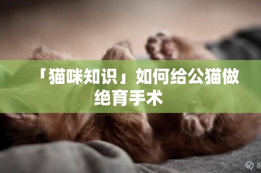 「貓咪知識」如何給公貓做絕育手術 