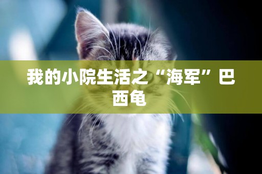 我的小院生活之“海軍”巴西龜 