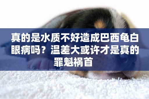 真的是水質不好造成巴西龜白眼病嗎？溫差大或許才是真的罪魁禍首 