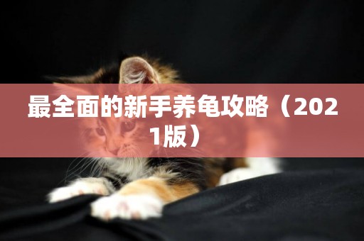 最全面的新手養龜攻略（2021版） 