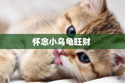 懷念小烏龜旺財 