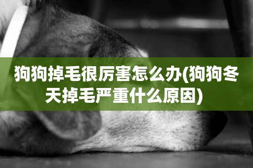 狗狗掉毛很厲害怎么辦(狗狗冬天掉毛嚴重什么原因) 