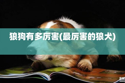 狼狗有多厲害(最厲害的狼犬) 