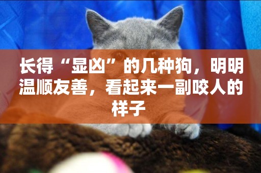 長得“顯兇”的幾種狗，明明溫順友善，看起來一副咬人的樣子 