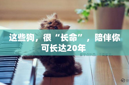 這些狗，很“長命”，陪伴你可長達20年 