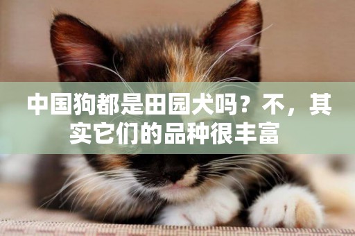 中國狗都是田園犬嗎？不，其實它們的品種很豐富 