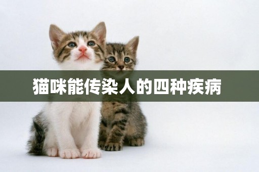 貓咪能傳染人的四種疾病 