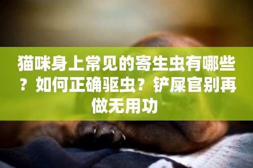 貓咪身上常見的寄生蟲有哪些？如何正確驅蟲？鏟屎官別再做無用功 
