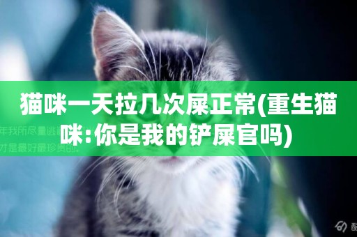貓咪一天拉幾次屎正常(重生貓咪:你是我的鏟屎官嗎) 