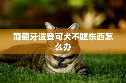 葡萄牙波登可犬不吃東西怎么辦