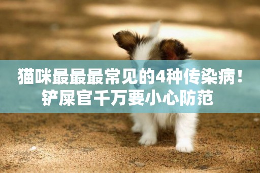 貓咪最最最常見的4種傳染病！鏟屎官千萬要小心防范 