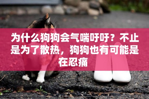 為什么狗狗會氣喘吁吁？不止是為了散熱，狗狗也有可能是在忍痛 