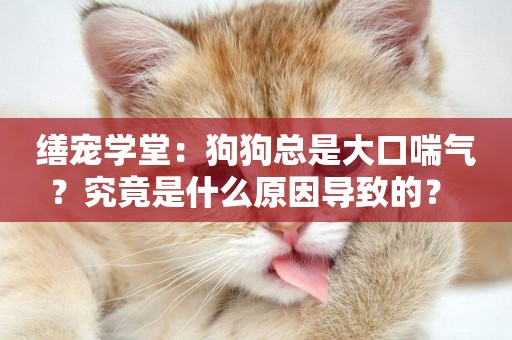 繕寵學堂：狗狗總是大口喘氣？究竟是什么原因導致的？ 