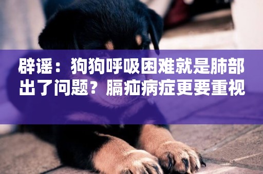 辟謠：狗狗呼吸困難就是肺部出了問題？膈疝病癥更要重視 