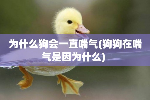 為什么狗會一直喘氣(狗狗在喘氣是因為什么) 