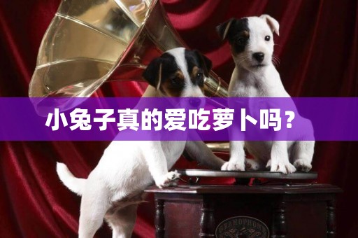 小兔子真的愛吃蘿卜嗎？ 