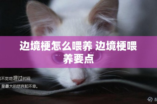 邊境梗怎么喂養 邊境梗喂養要點