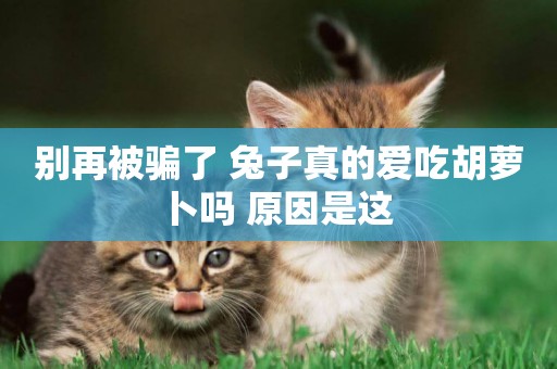 別再被騙了 兔子真的愛吃胡蘿卜嗎 原因是這 