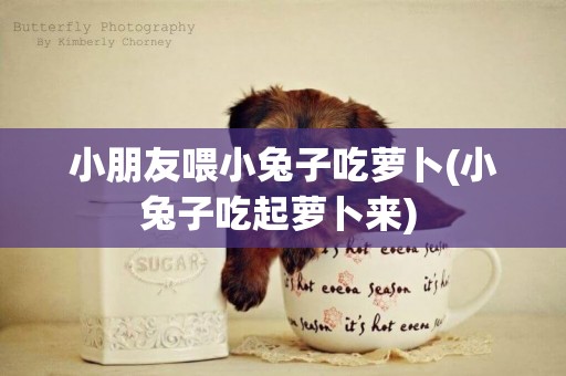 小朋友喂小兔子吃蘿卜(小兔子吃起蘿卜來) 