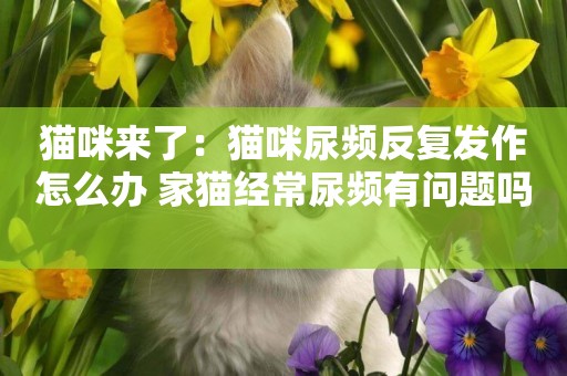 貓咪來了：貓咪尿頻反復發作怎么辦 家貓經常尿頻有問題嗎 